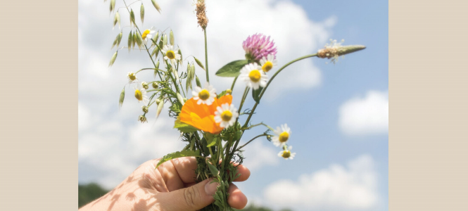 Plants for the People - Header Banner