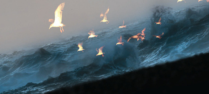 Kathryn Heyman - Fury - Header Banner