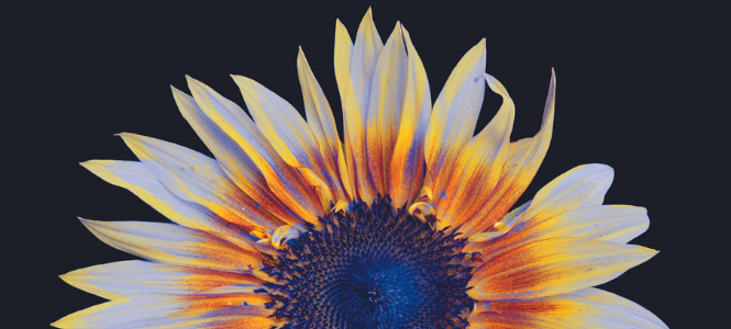 Believers - Lisa Wells - Header Banner