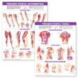 Trigger Point Chart Set : Torso and Extremities Paper - Anatomical Chart Company