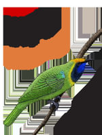 Learning Git : A Hands-On and Visual Guide to the Basics of Git - Anna  Skoulikari