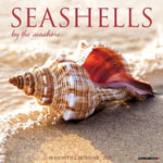 Seashells 2026 Wall Calendar - Willow Creek Press