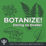 Doting on Dodder : Botanize! - Melissa Petruzzello