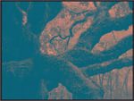 Root Evil - J M Maddison