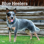 Blue Heelers 2026 Square Flap Calendar - BrownTrout Publishers INC