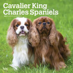 Cavalier King Charles Spaniels 2026 Square Flap Calendar - BrownTrout Publishers INC