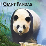 Giant Pandas - 2026 Wall Calendar - BrownTrout Publishers INC