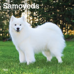 Samoyeds 2026 Square Flap Calendar - BrownTrout Publishers INC
