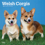 Welsh Corgis 2026 Square Flap Calendar - BrownTrout Publishers INC