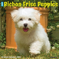Bichon Frise Puppies 2026 12 X 12 Wall Calendar - Willow Creek Press