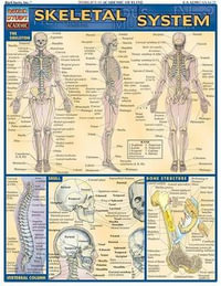 Skeletal System : Quick Study Academic - Vincent Perez