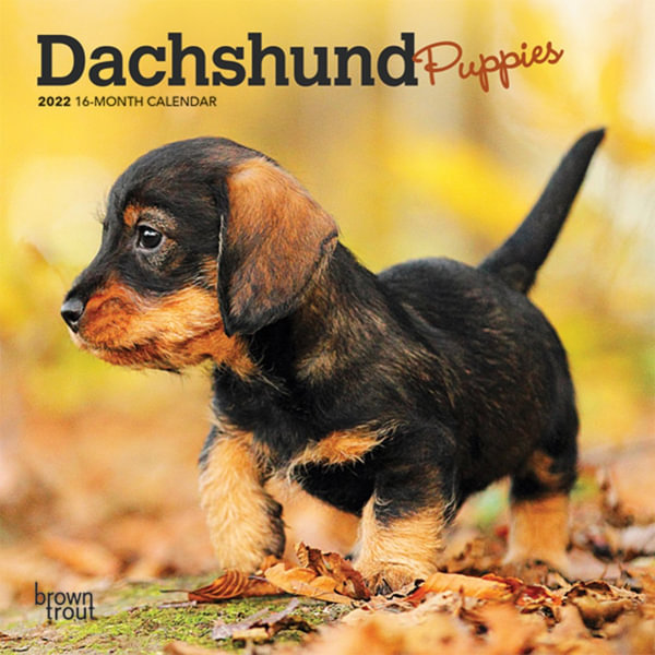 Dachshund Calendar 2022 Dachshund Puppies - 2022 Mini Wall Calendar, Dog Breed Wall Calendar By  Browntrout Us | 9781975443528 | Booktopia