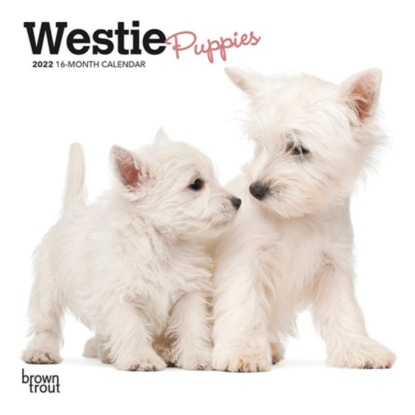 West Highland White Terrier Puppies 2022 Mini Wall Calendar Dog Breed Wall Calendar By Browntrout Us 9781975443610 Booktopia